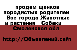 продам щенков породистых родителей - Все города Животные и растения » Собаки   . Смоленская обл.